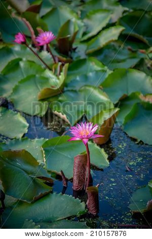 Lotus marsh and wood boat with sky background at Banglane Nakorn pathum Thailand.