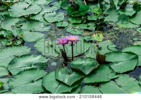 Lotus marsh and wood boat with sky background at Banglane Nakorn pathum Thailand.