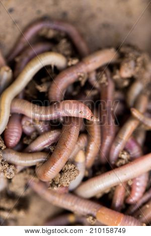 a worm on the ground. Macro . In the park in nature