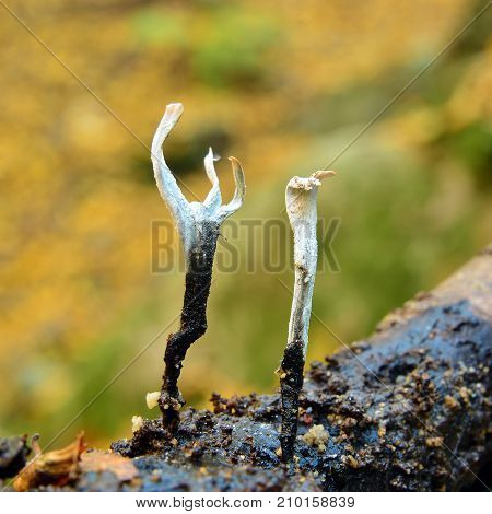 Xylaria hypoxylon fungus on a tree stump