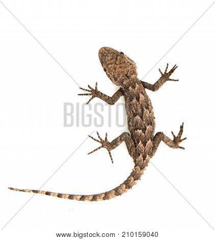 lizard on a white background. Macro . Photos in the studio