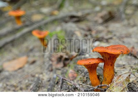 toxic omphalotus olearius mushroom in the forest
