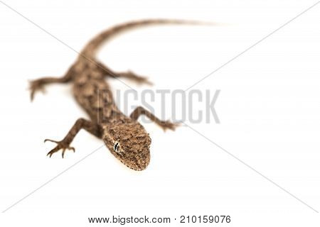 lizard on a white background. Macro . Photos in the studio