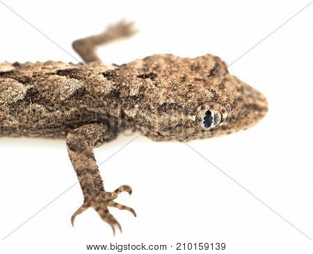 lizard on a white background. Macro . Photos in the studio
