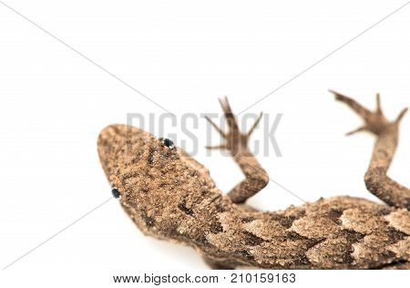 lizard on a white background. Macro . Photos in the studio