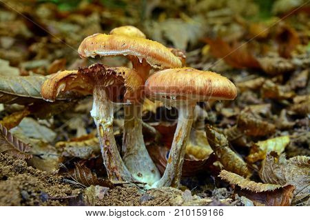 armillaria mellea mushroom cluster in the forest