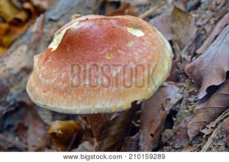 rare Hypholoma lateritium mushroom known as the brick cap