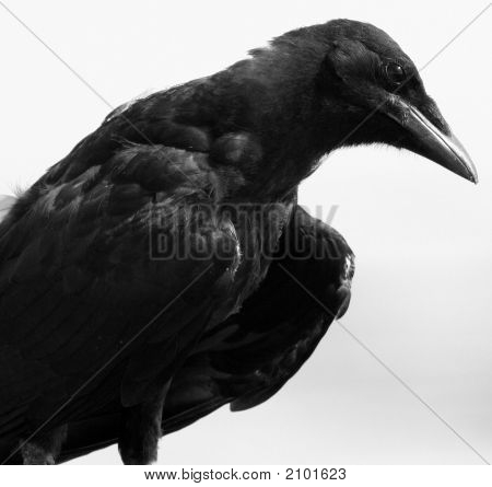 Old Crow in schwarz und weiß