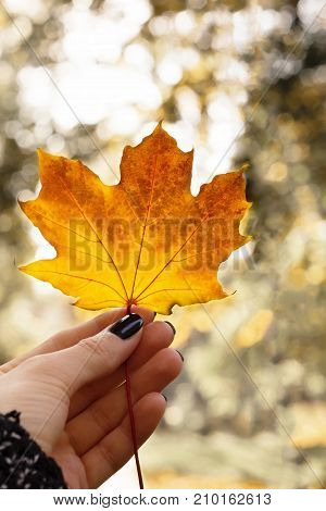 Female hand holds an autumn maple leaf. Autumn mood
