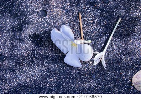 White flower fall at cement floor in morning