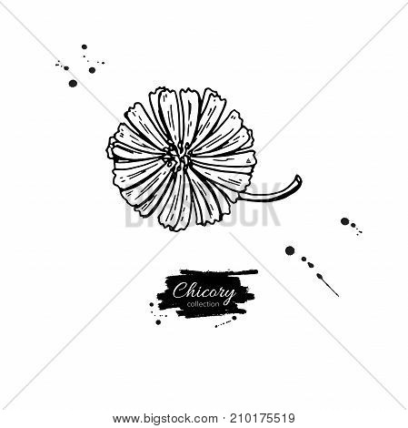 Chicory flower vector superfood drawing. Isolated hand drawn  illustration on white background. Organic healthy food. Great for banner, poster, label