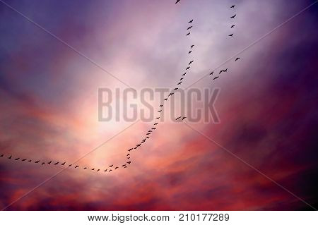 Autumn birds migration in V-formation on deep dramatic sky. Silhouettes of flying geese flock.