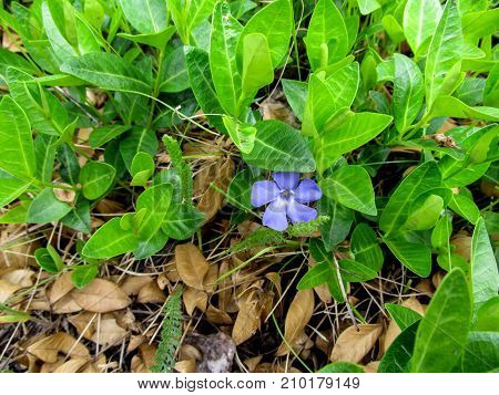 Lonely bright blue beautiful vinca flower among young green stems in early spring. Floral natural background of wild decorative flowers