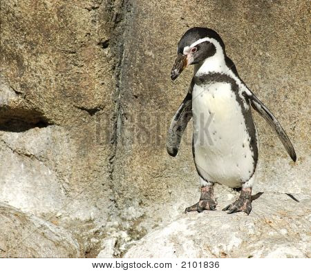 Penguin