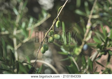 Olive Tree Branch Handing From Above In Olive Garden. Taggiasca Or Cailletier Cultivar. Selective Fo
