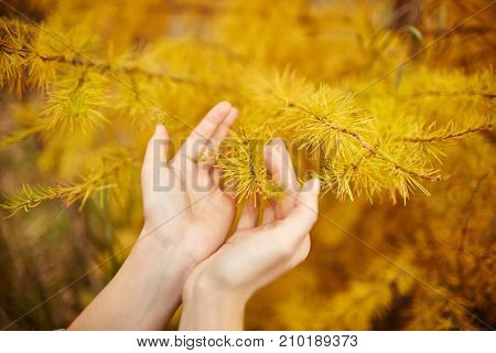 Golden Autumn With Yellow Trees In The Forest. Tree With Yellow Larch Needles In The Hands Of Women,