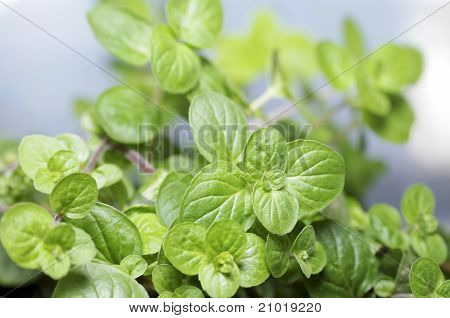 mint