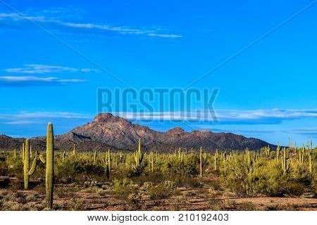 Arizona's Sonoran desert with saguaro cactus at sunset.