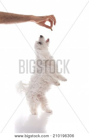 Canine trainer holding a pet treat for jumping cute maltese dogisolated