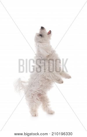 Cute maltese dog standing upright on hind legs with paws and head upisolated