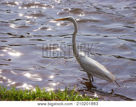Great White Egret wildlife nature beauty reflex water