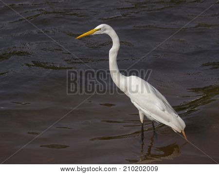 Great White Egret wildlife nature tranquil scene lake pond
