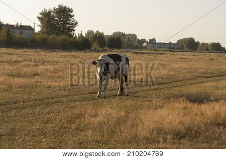 The cow is pasturing in the meadow of gold color. Early autumn