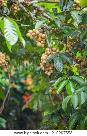 fresh Longong fruit on tree in the garden