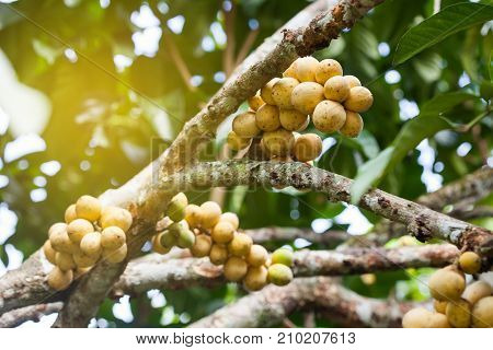 fresh Longong fruit on tree in the garden