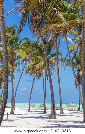 Perfect tropical white sandy beach with palm trees, Paje, Zanzibar, Tanzania