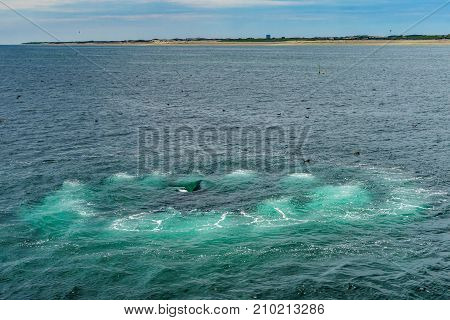 Humpback Whale Provincetown, Cape Cod, Massachussetts United States