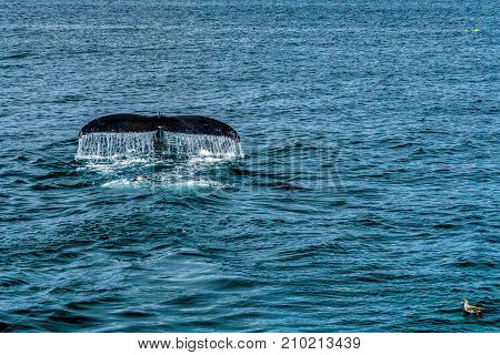 Humpback Whale Provincetown, Cape Cod, Massachussetts United States