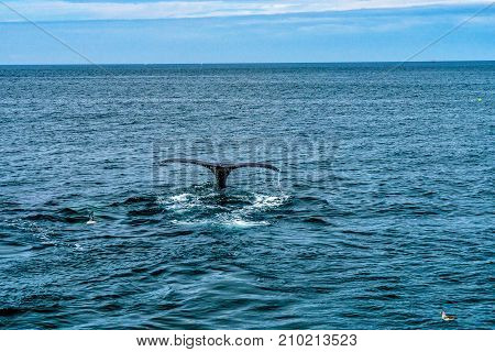 Humpback Whale Provincetown, Cape Cod, Massachussetts United States