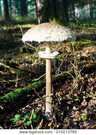 The parasol mushroom (Macrolepiota procera or Lepiota procera) growing in the forest