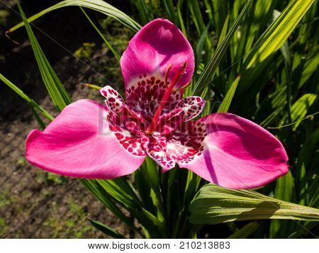 Beautiful blooming pink Tigridia pavonia flower .