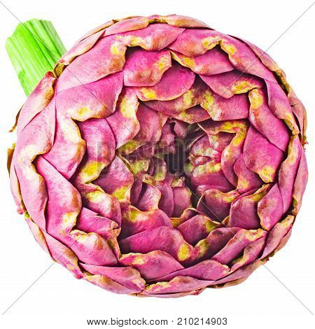 Isolated vegetables.fresh artichoke on white background isolated for package design.