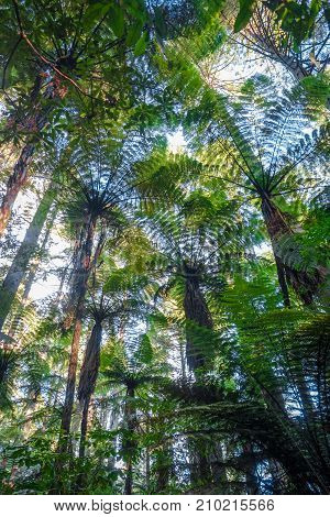 Giant Sequoia Redwood Forest, Rotorua, New Zealand
