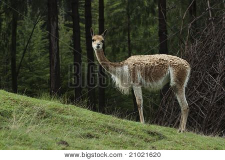 Wild Vicuña