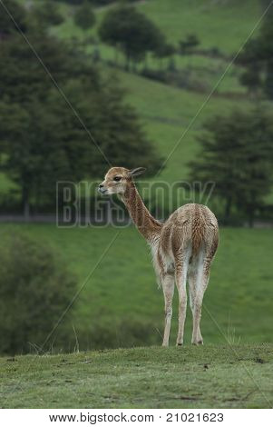 Vicuña