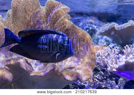 Surgeon Fish In Aquarium