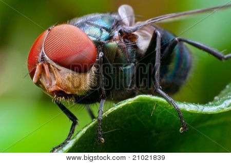 Fly Macro