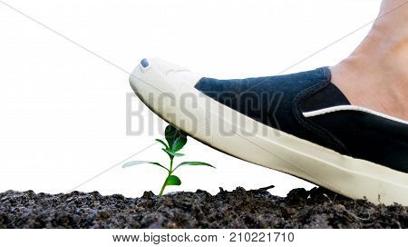Ecology concept foot tree destructive nature and destroy environment white background and clipping path