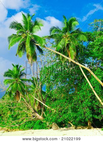 Jungle Wilds Paradise