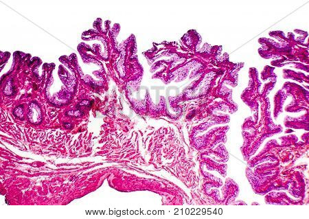 Transitional epithelium tissue of the urinary bladder under microscope, light micrograph, hematoxylin eosin staining