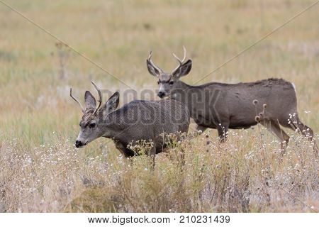 Wild Mule Deer Bucks on the Colorado Prairie
