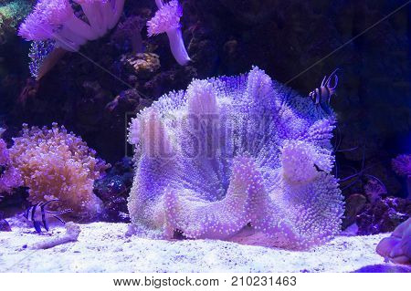sea anemone and coral on sand over deep blue background