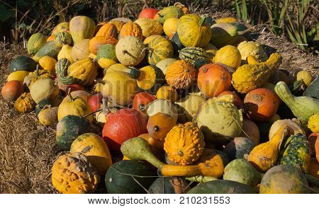 colorful an tasty pumpkins on a strawbale