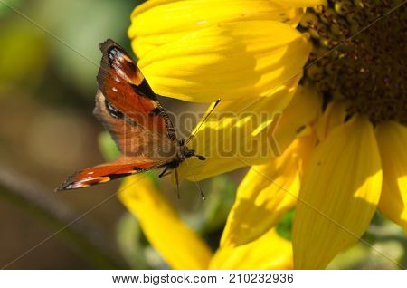 a peacock butterfly macro on a sunflower