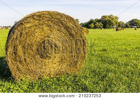 Late Summer hay bales in a green pasture and field 