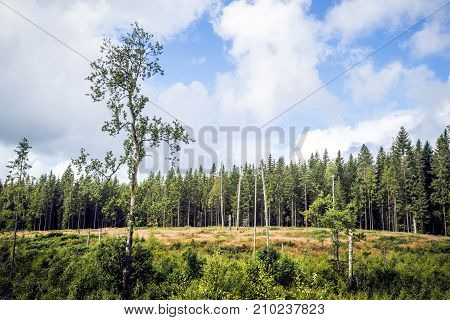 Wilderness With Tall Pine Trees